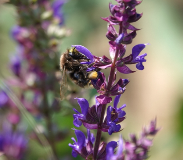 군포시 초막골생태공원, 멸종위기종 참호박뒤영벌 출현