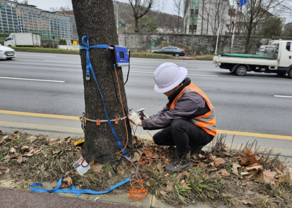 과천시, 가로수 위험성 평가 진행 모습