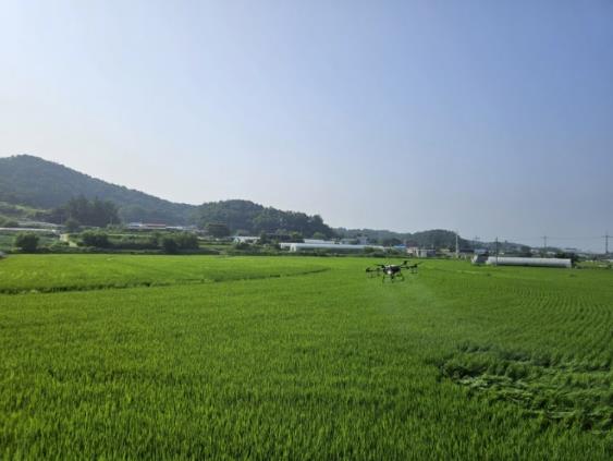 음성군, 벼 이삭거름 적기·적량 시용 당부